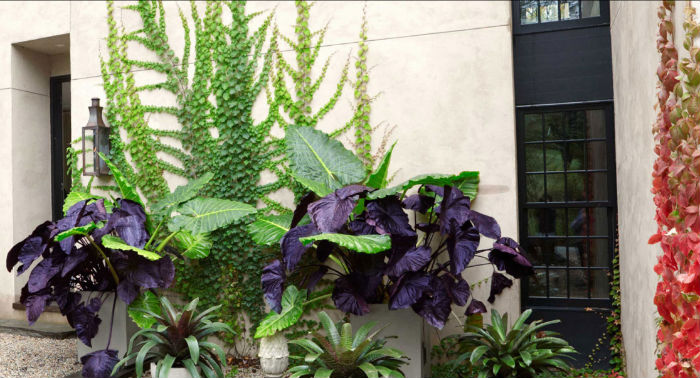 Ο αναρριχητικός κισσός, πλαισιώνεται από διάφορα μεγάλα φυτά με πλούσια φυλλωσιά. Είσοδος γεμάτη χρώμα.