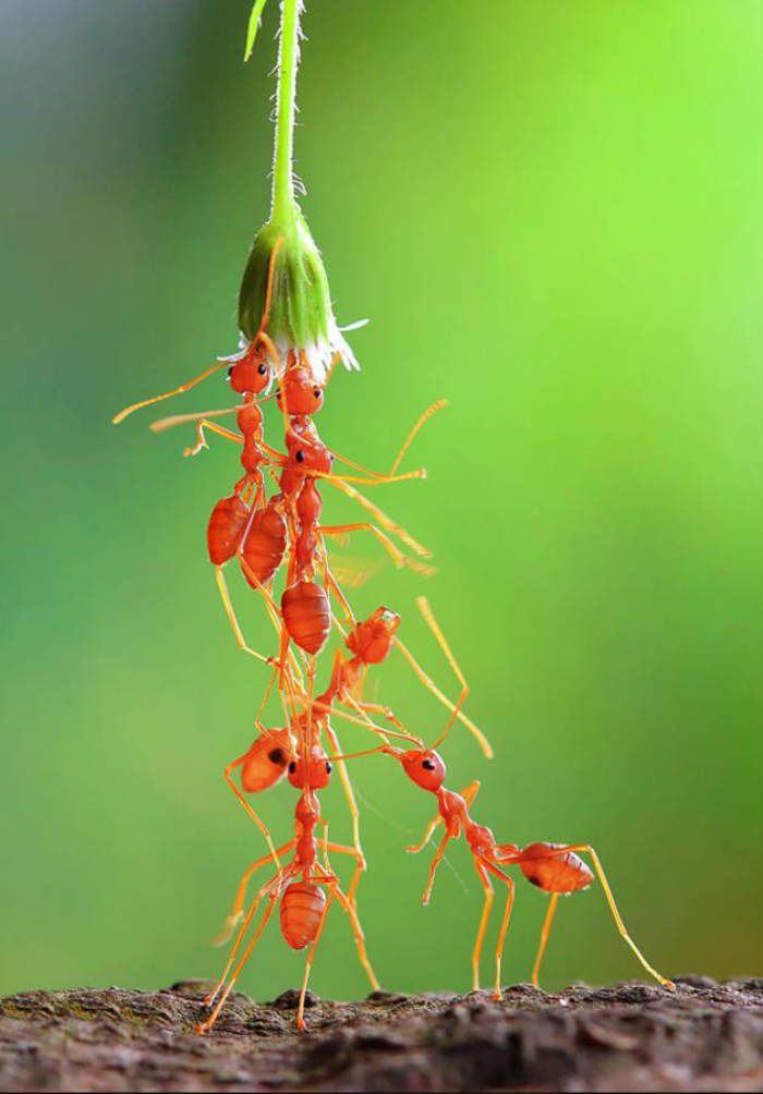 μυρμήγκια που συνεργάζονται
