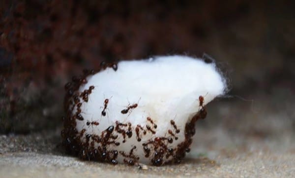 καταπολέμηση μυρμηγκιών βόρακας σκονη φαρμακο