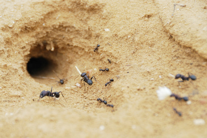 φωλιά μυρμηγκιών
