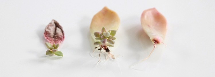 μικροι κακτοι