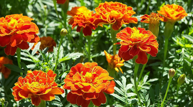 εντομοαπωθητικα φυτα