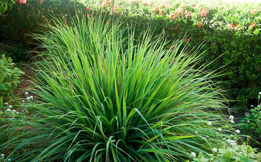 citronella