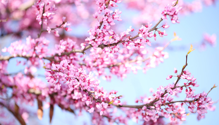 κουτσουπια δεντρο ανθη