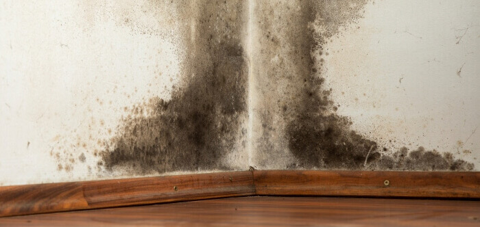 μουχλα τοιχος