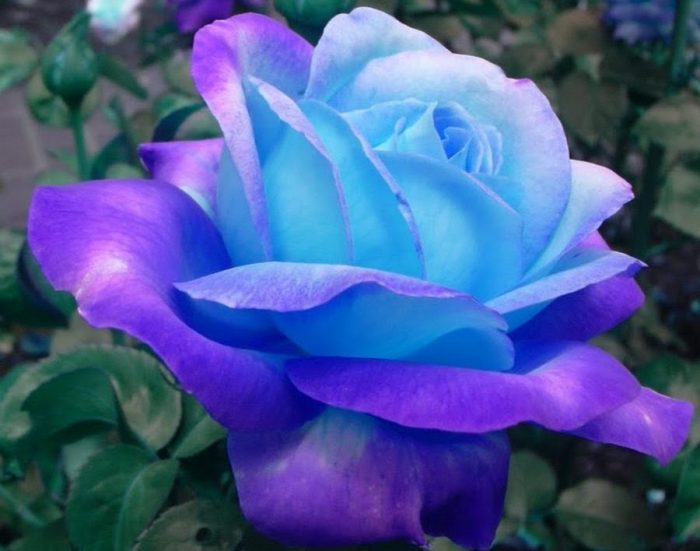 μπλε τριανταφυλλο