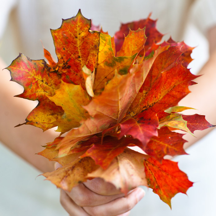 αποξηραμενα πλατανοφυλλα