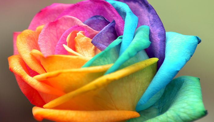 τριανταφυλλο πολυχρωμο