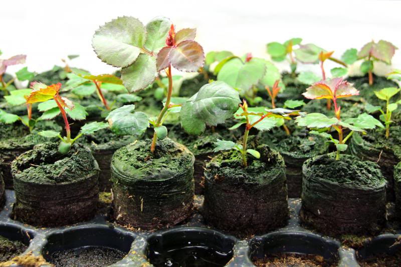 σπορα τριανταφυλλιας