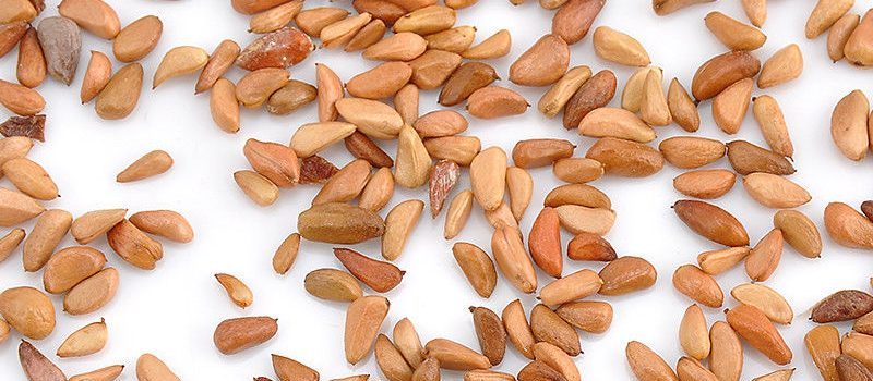 σποροι τριανταφυλλιας