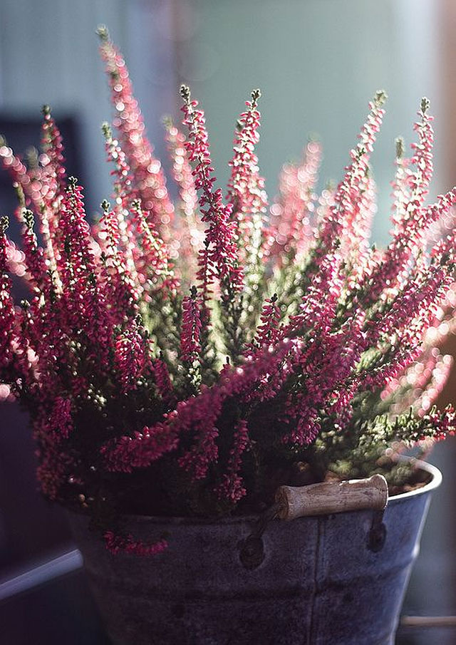 ερικα ή καλουνα