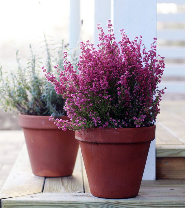 ερικα ή καλουνα