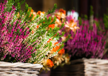 φθινοπωρινα λουλουδια σεπτεμβριου οκτωβριου ια τον κηπο το μπαλκονι που ανθιζουν