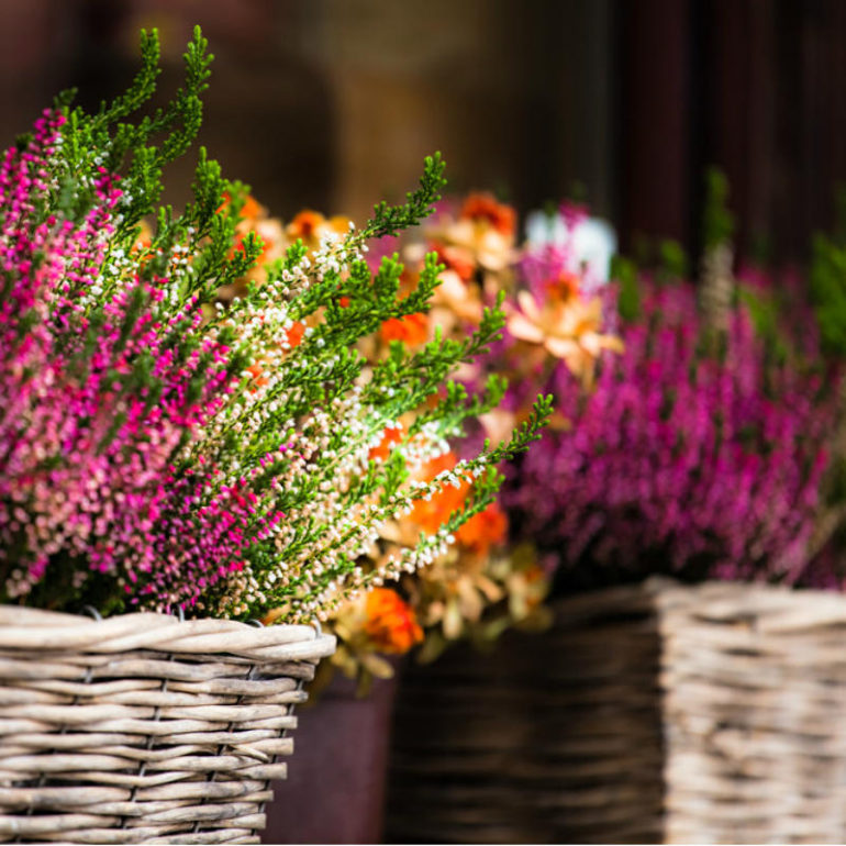 φθινοπωρινα λουλουδια σεπτεμβριου οκτωβριου ια τον κηπο το μπαλκονι που ανθιζουν