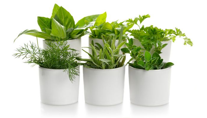 αρωματικα φυτα