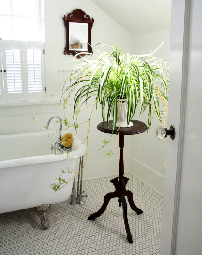 φυτα στο μπανιο