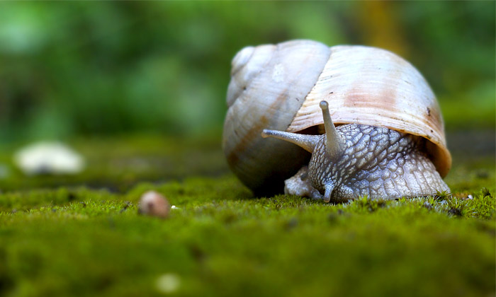 σαλιγκαρια κηπος