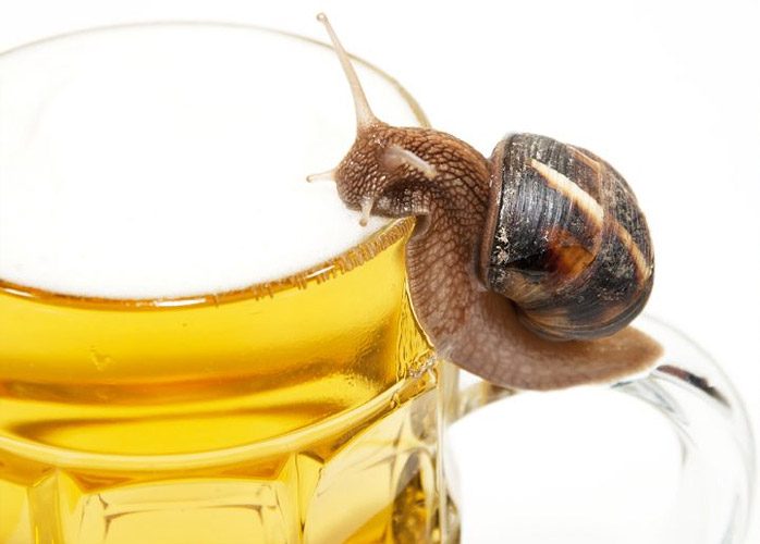 σαλιγκαρια μπύρα κηπος