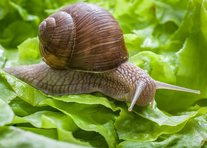 σαλιγκαρια μαρούλι