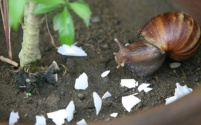 σαλιγκαρια τσοφλια αυγων