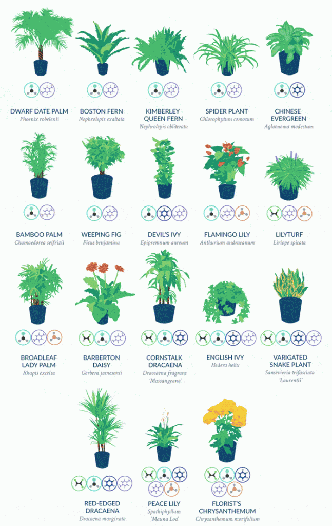 φυτα που καθαριζουν την ατμοσφαιρα