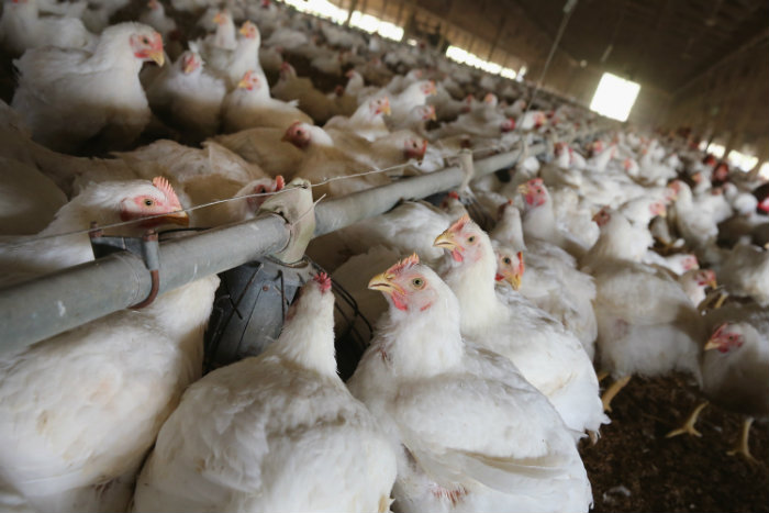 Κοτόπουλο όσο πιάνει το μάτι!