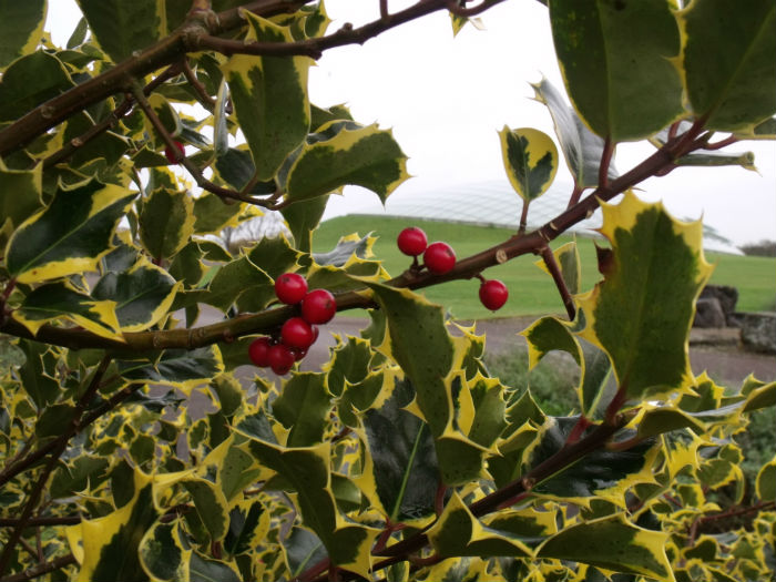 αρκουδοπούρναρο ου ελιξ
