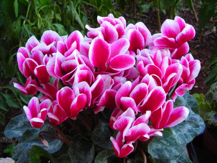 Τα κυκλάμινα δεν θέλουν απευθείας έκθεση στον ήλιο!