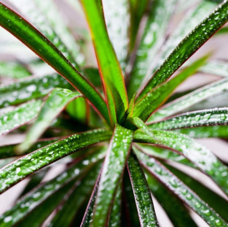 φυτα που καθαριζουν αερα
