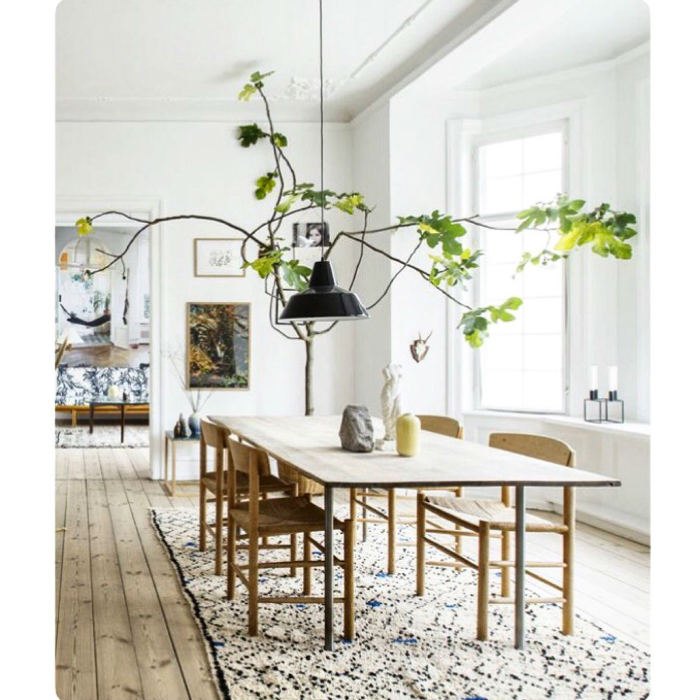 Και όμως πρόκειται για συκιά εσωτερικού χώρου!