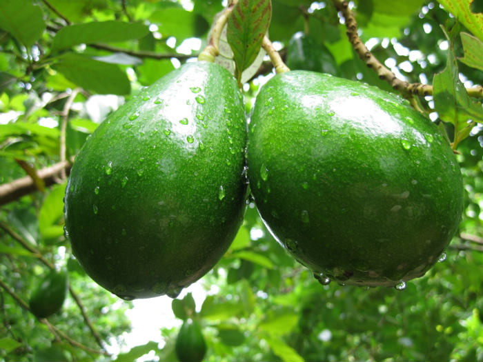 αβοκαντο καρποι αβοκαντο καρποι