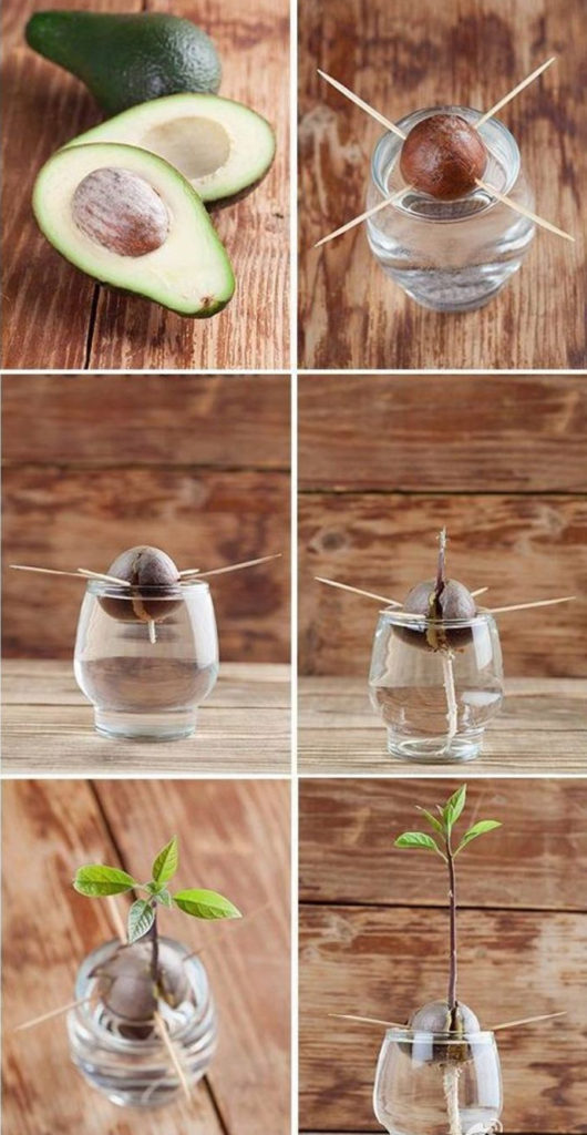 αβοκαντο πολλαπλασιασμος