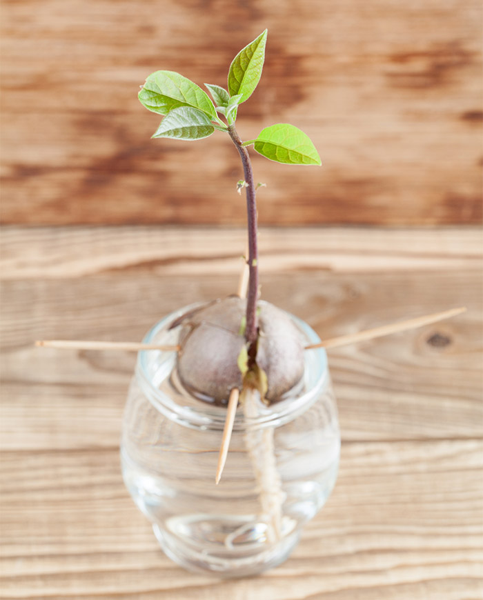 αβοκαντο πολλαπλασιασμος