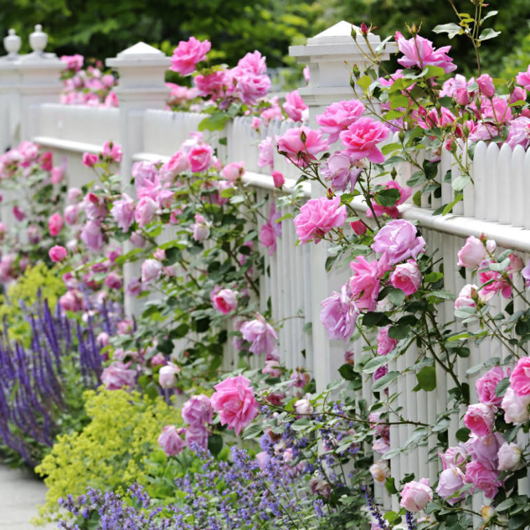 φραχτης λουλουδια