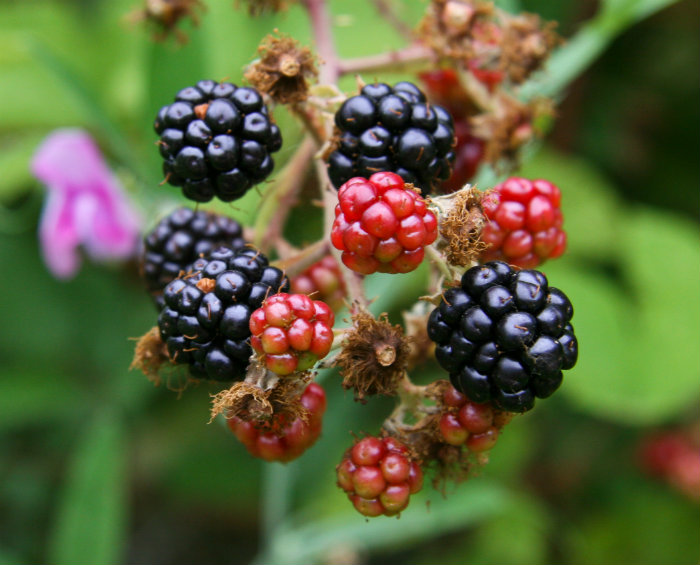 Τα μούρα αποδεδειγμένα διαθέτουν πολλά φλαβονοειδή. Αυτά έχουν ενδείξεις για αντικαρκινική δράση και αποδεδειγμένες αντιγηραντικές ιδιότητες. Την ίδια στιγμή είναι γεμάτα με αντιοξειδωτικά.