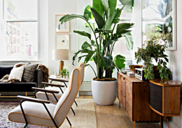 ζουγκλα σαλονι