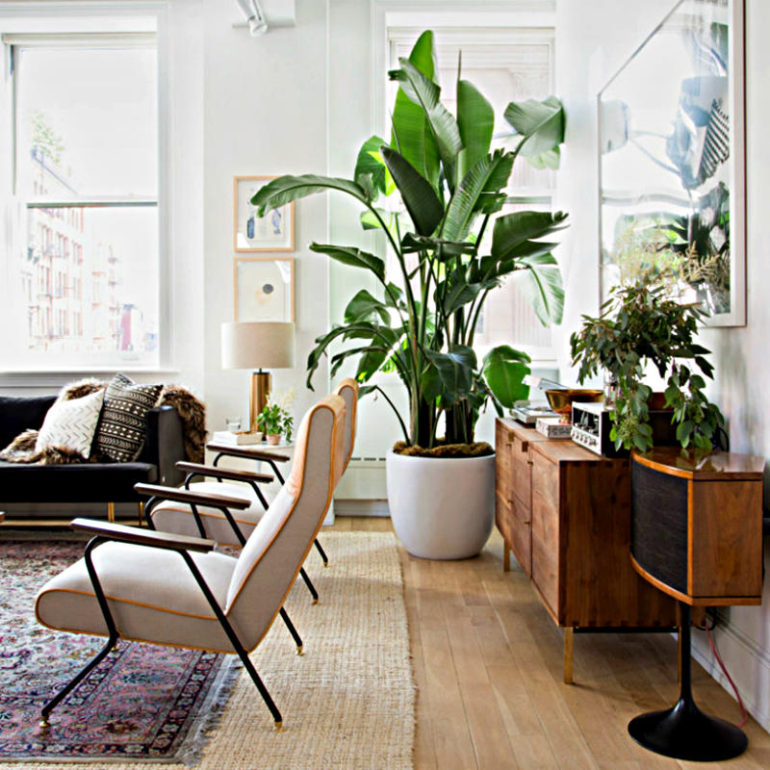 ζουγκλα σαλονι