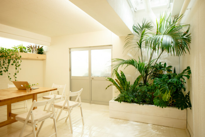 Ο ιδιοφυής ιδιοκτήτης αυτού του σπιτιού. Σκέφτηκε να δημιουργήσει φεγγίτη, όπου το μεσημέρι το φως του ήλιου βλέπει σε αυτή την μικρή ζούγκλα.