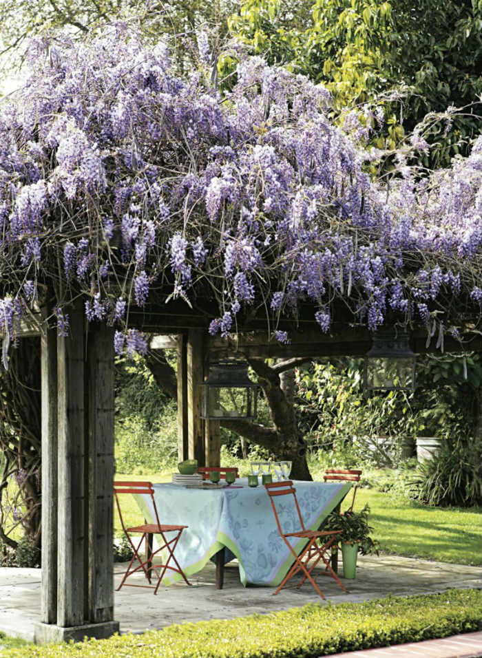 Στην California απολαμβάνεις μια όμορφη πέργκολα η οποία καλύπτεται από μια ρομαντική βιστερία. Πολύ όμορφη εικαστικά εικόνα και σε γενικές γραμμές η βιστερία αναπτύσσεται γρήγορα.