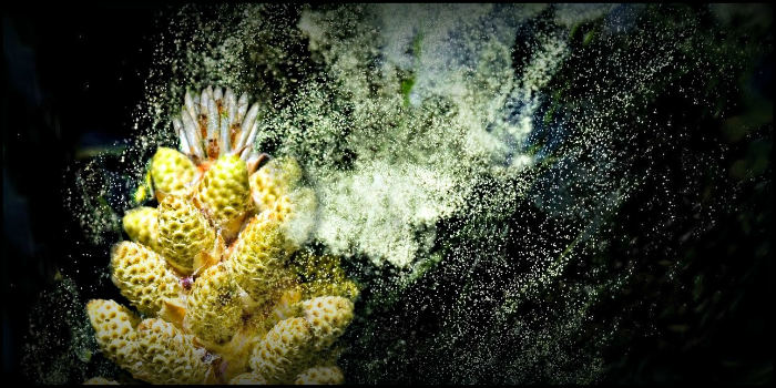 γύρη πεύκου