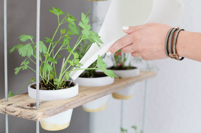 Έλα, δίψασε ο μαϊντανός!