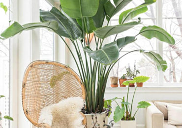 φυτο μπανανια