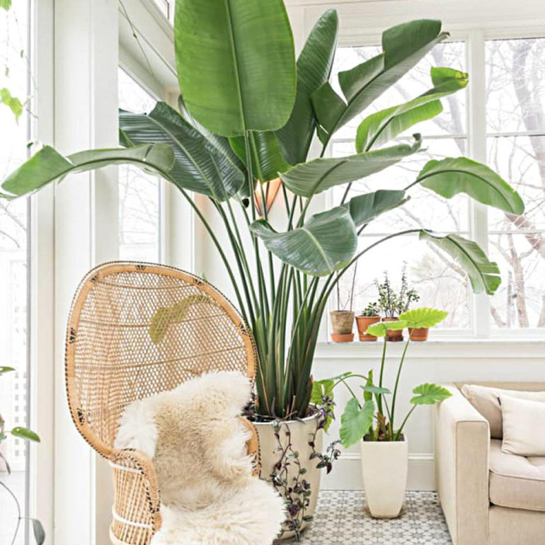 φυτο μπανανια