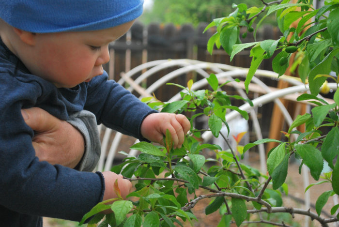 αμυγδαλιά και μπόμπιρας