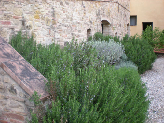 δεντρολίβανο θάμνος