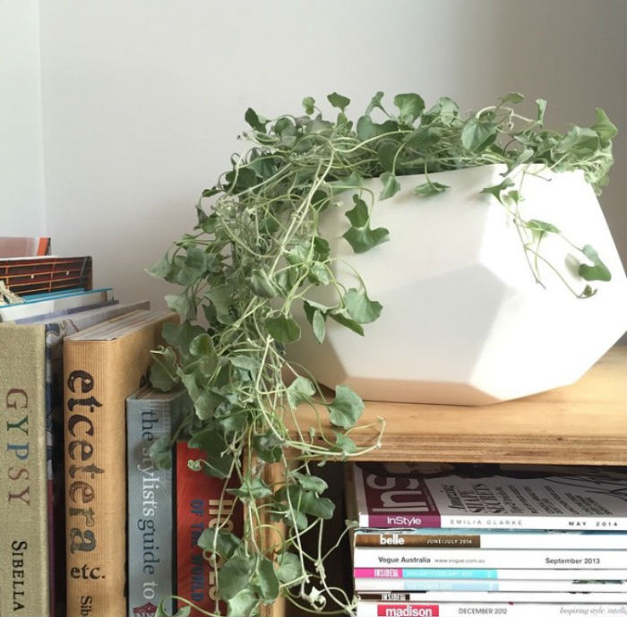 διχόντρα σε μικρή γλάστρα