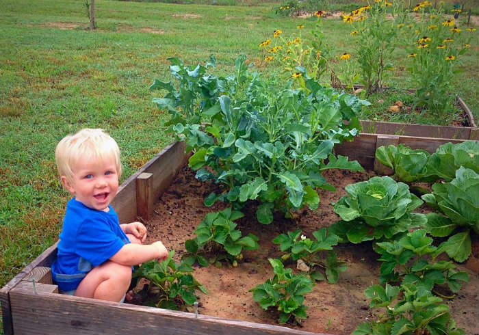 κουνουπίδι