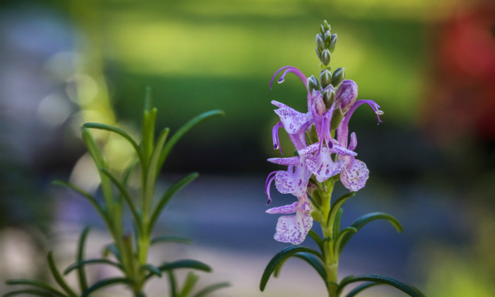 μεγάλη οικογένεια του δενδρολίβανου