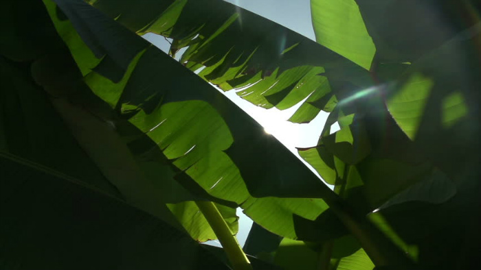 μπανάνα εξωτερικός χώρος