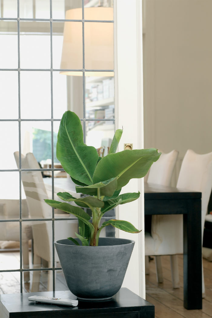 μπανανιά μικρή